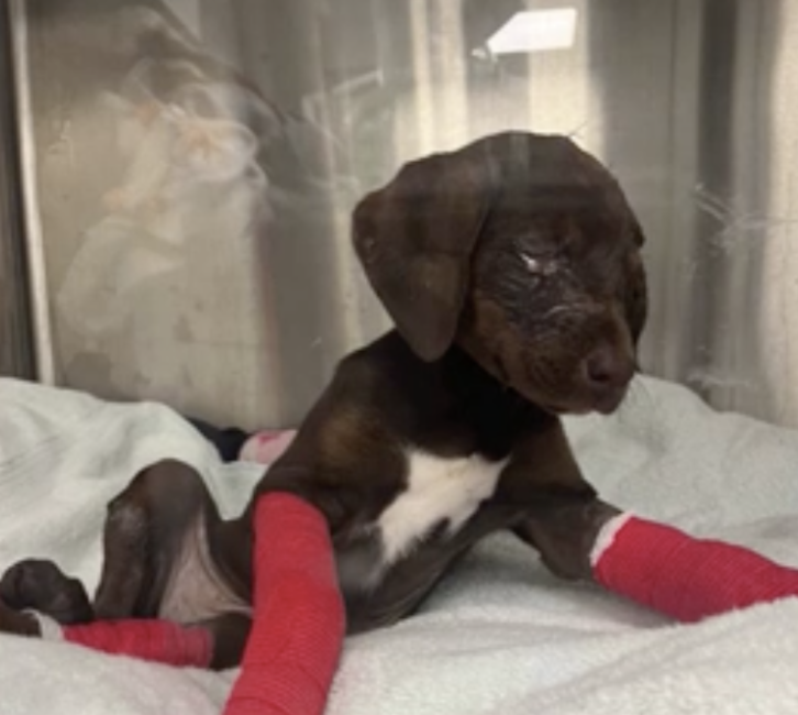 Puppy Beaten to death